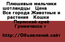 Плюшевые мальчики шотландцы › Цена ­ 500 - Все города Животные и растения » Кошки   . Пермский край,Гремячинск г.